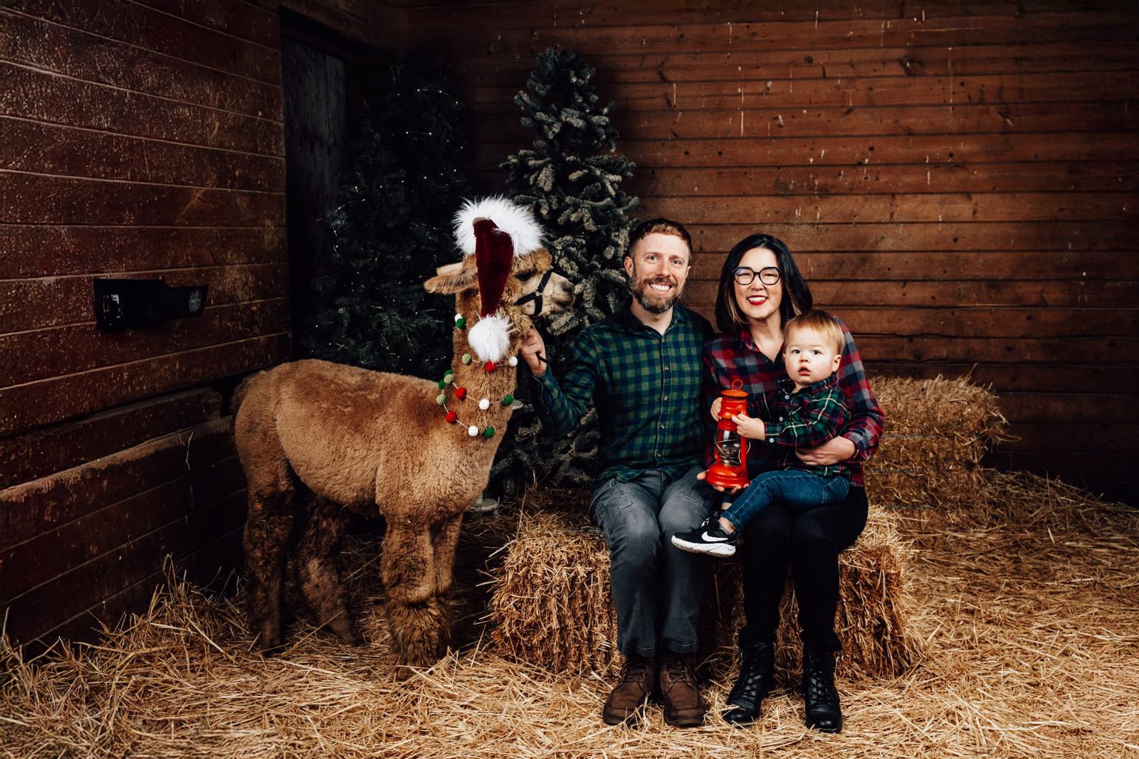 Christmas Photos w/ Alpacas