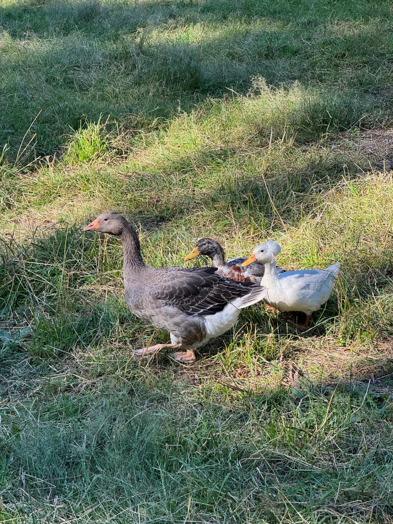 Ducks, Goose & Chickens