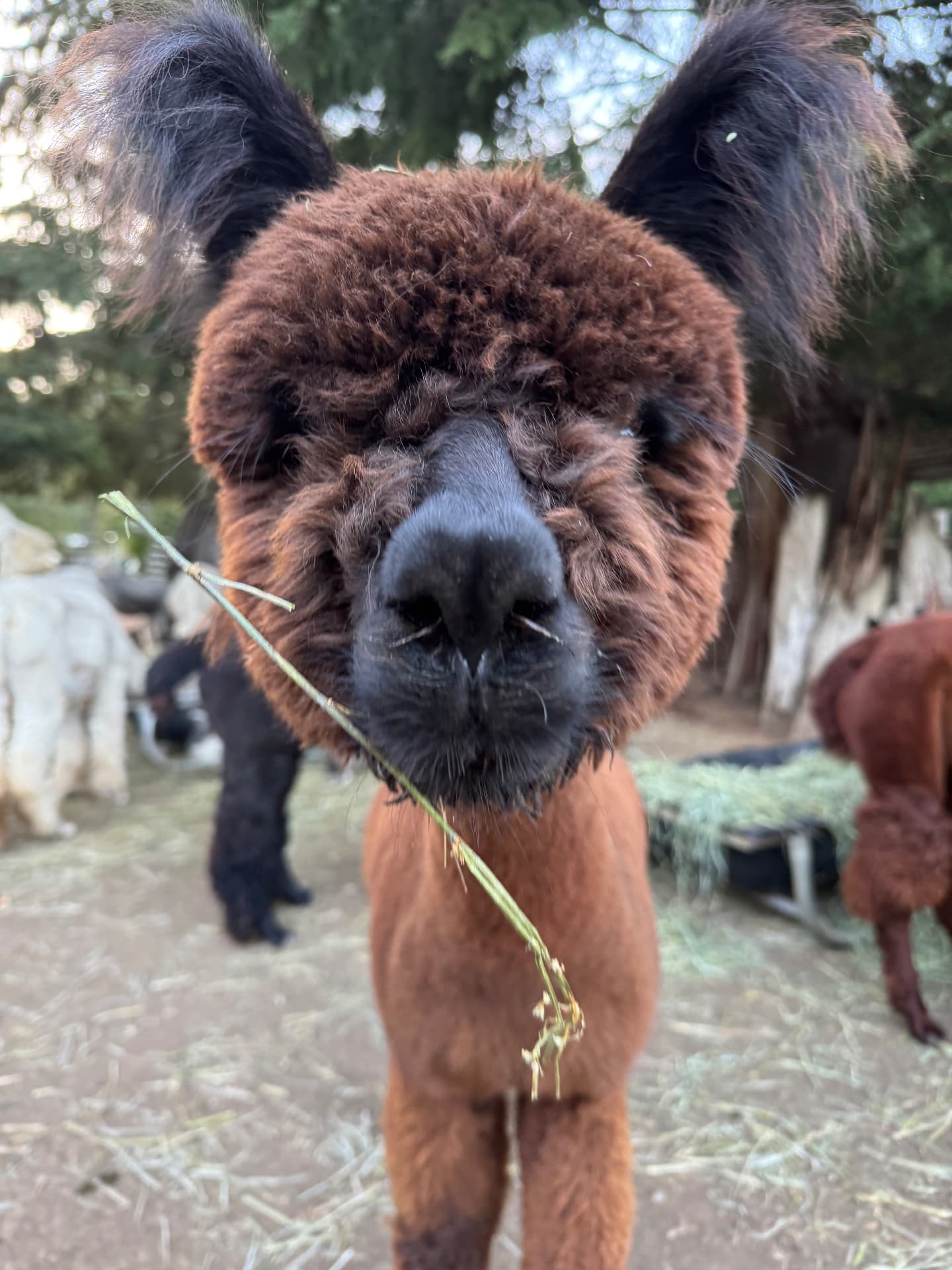 The Alpacas