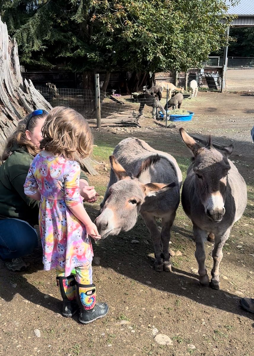 The Mini Donkeys
